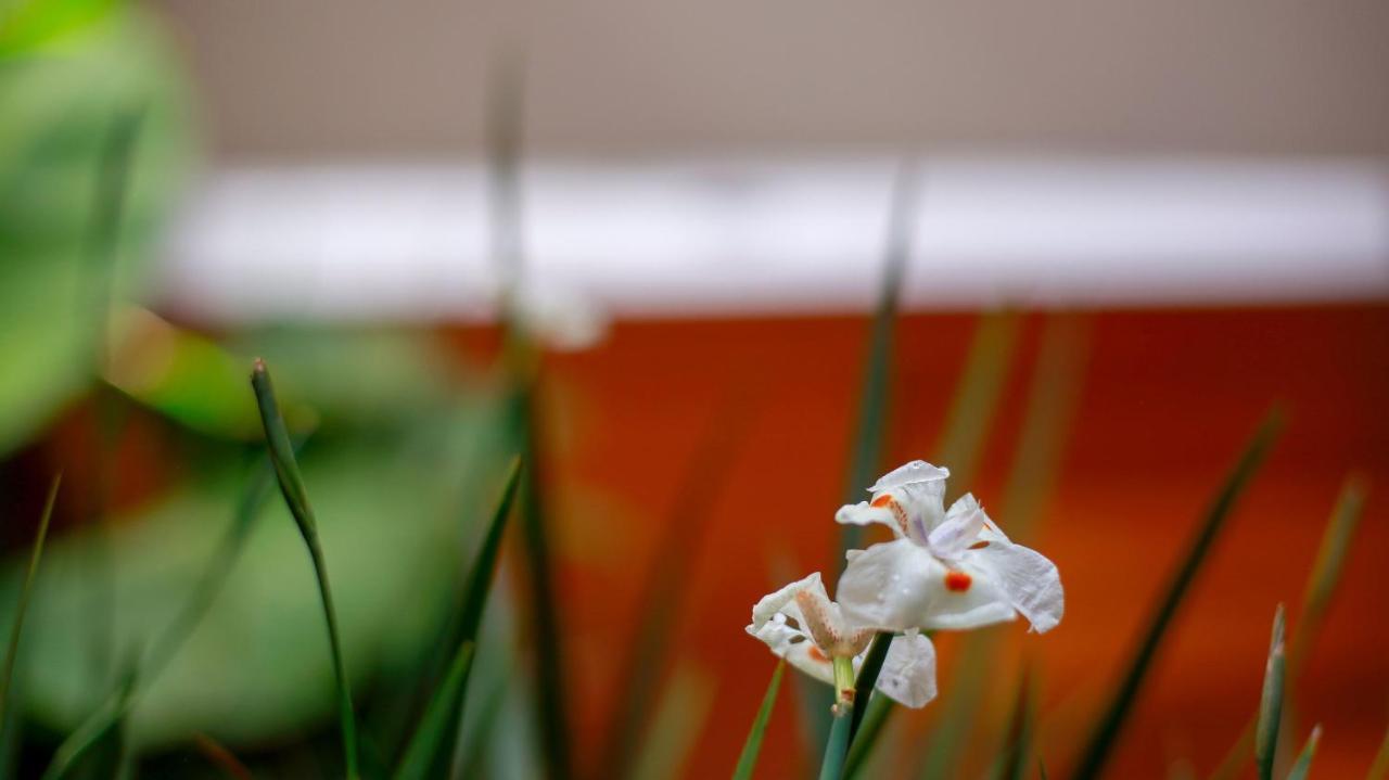 Pousada Flor De Anis Alto Paraíso de Goiás 외부 사진